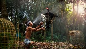 Local playing with fighting cock in the rural area of Thailand
